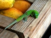 Gecko at the farmer's market