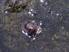 Hermit Crab @ The City of Refuge