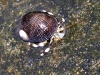 Hermit Crab @ The City of Refuge