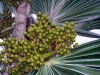 Mac Nut Tree