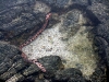 Tiger Snake Morey Eel