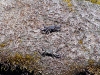Crabs @ Punalu'u Black Sand Beach